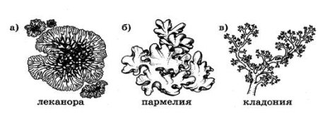 Накипной лишайник рисунок