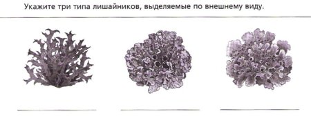 Рисунок лишайника по биологии 5 класс