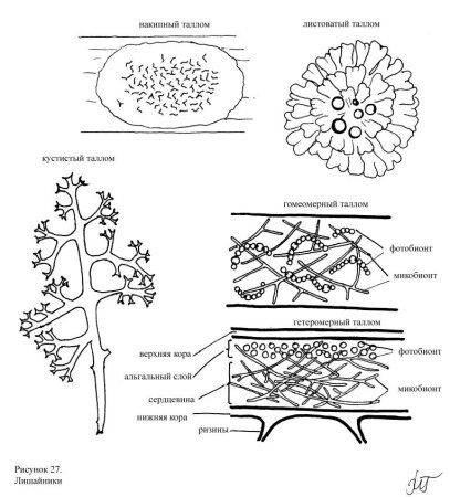Накипные лишайники