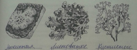 Накипной лишайник рисунок