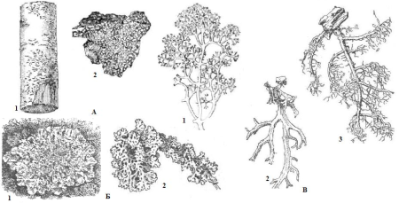 Кладония лишайник рисунок