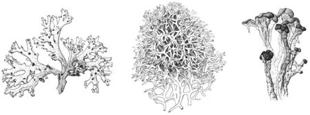 Типы слоевищ лишайников рисунок