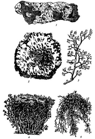 Лишайники раскраска