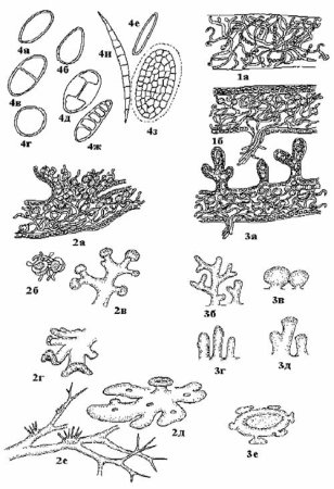 Листоватый лишайник рисунок