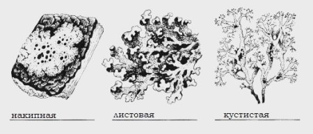 Схема внутреннего строения лишайника