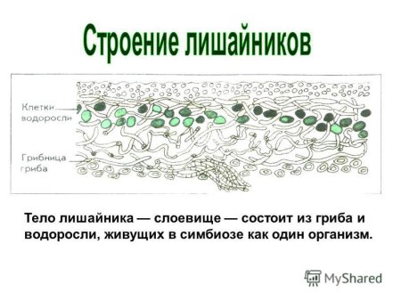 Листовые и кустистые лишайники