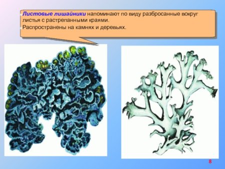 ГОНИДИАЛЬНЫЙ слой лишайника