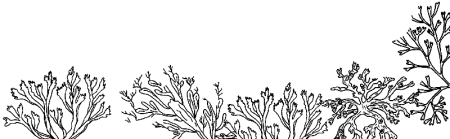 Накипные лишайники схема