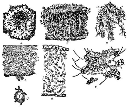 Кладония лишайник рисунок