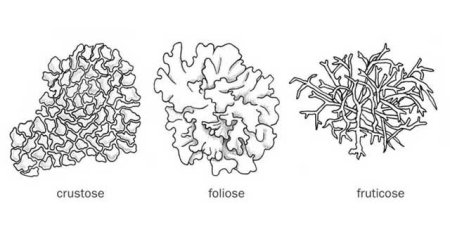 Слоевище пельтигеры собачьей