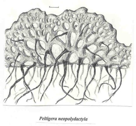 Лишайники строение размножение
