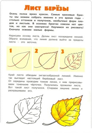 Поэтапное рисование листьев березы