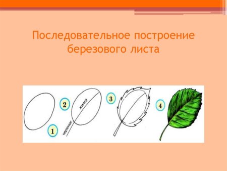 Этапы рисования листьев