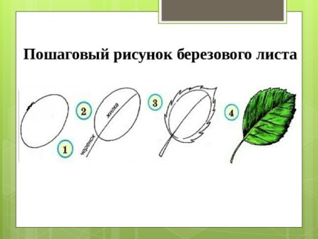 Поэтапное рисование ветки с листьями