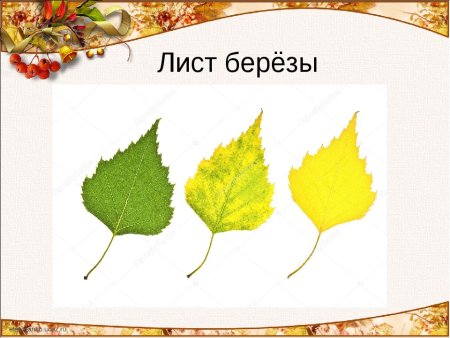 Поэтапное рисование листа