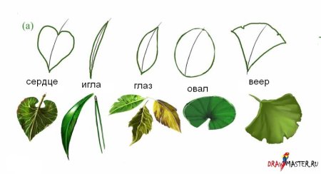 Рисование ветка березы