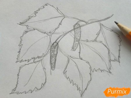 Лист березы рисунок карандашом