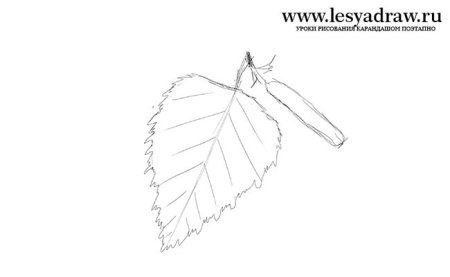 Лист липы карандашом