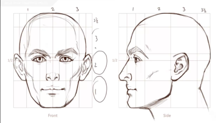 Пропорции лица человека анфас профиль