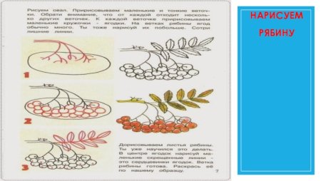 Рябина этапы рисования