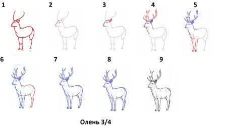 Как нарисовать оленя поэтапно