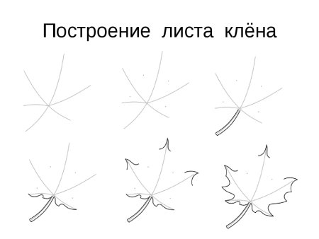 Построение листа клена