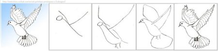 Поэтапное рисование голубя мира