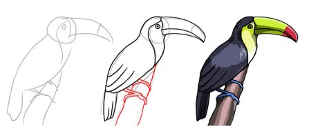 Тукан поэтапное рисование