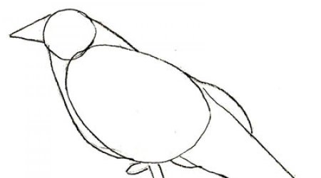 Поэтапное рисование Грача для детей