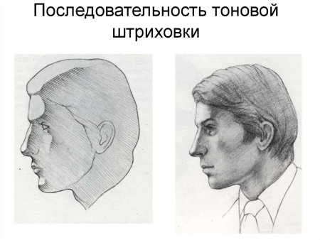 Пропорции головы Аполлона
