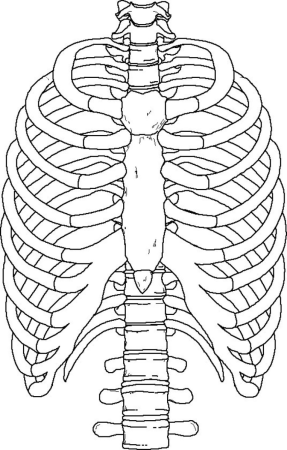 Скелет грудной клетки Грудина