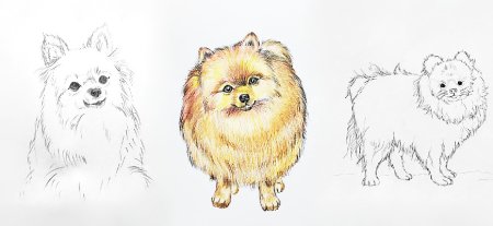 Рисунок карандашом шпица для начинающих