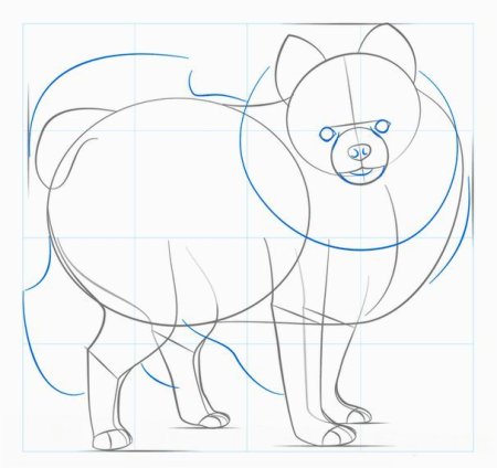 Шпиц пошаговое рисование