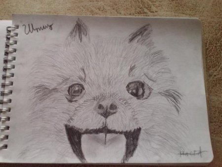 Рисунки карандашом шпица легко и быстро