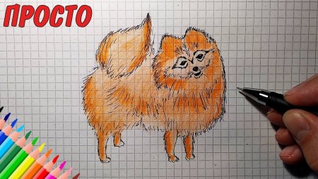 Шпиц для срисовки для начинающих