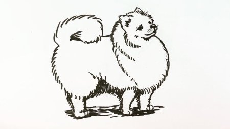 Рисунок кошка и собака порода шпиц не нарисованные