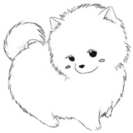 Контур померанского шпица