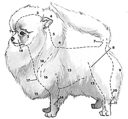 Схема стрижки шпица