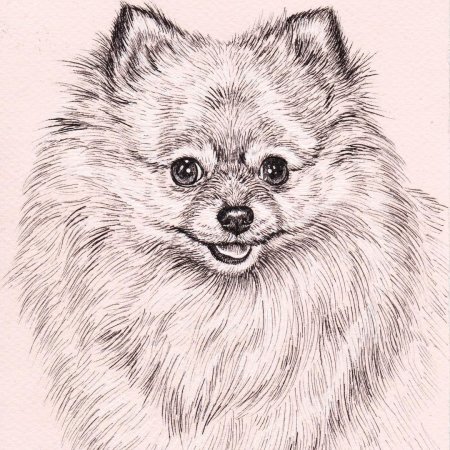 Шпиц померанский разукрасить