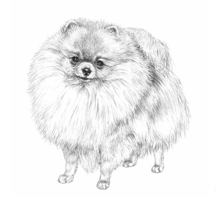 Померанский шпиц