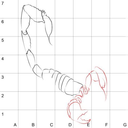 Пошаговые рисунки скорпиона