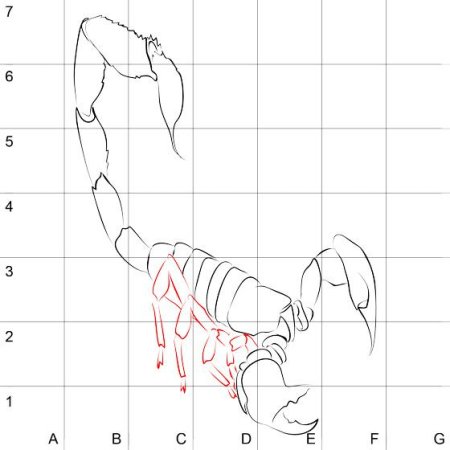 Рисунок скорпиона карандашом легко поэтапно