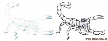 Учимся рисовать скорпиона
