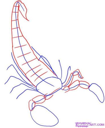 Как рисовать скорпиона карандашом поэтапно для начинающих