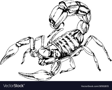 Карандашом рисунки легкие Скорпион