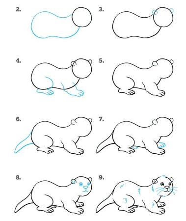 Хорек поэтапное рисование