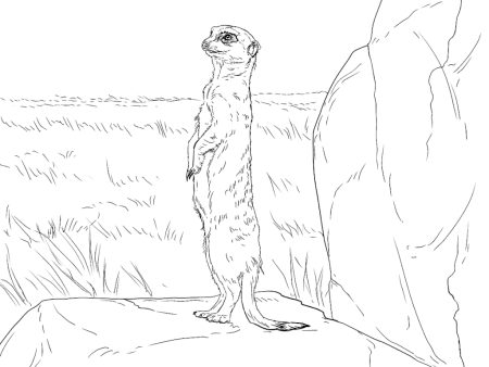 Сурикат раскраска