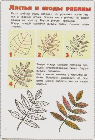 Описание листа рябины для детей