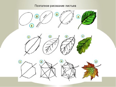 Поэтапное рисование листьев деревьев