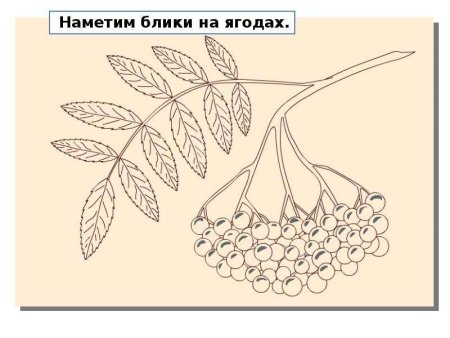 Кисть рябины раскраска для детей